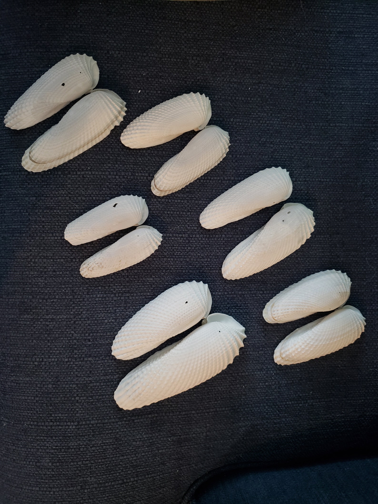 10 RARE Angel Wing Shells From Ft Myers Beach FL Etsy
