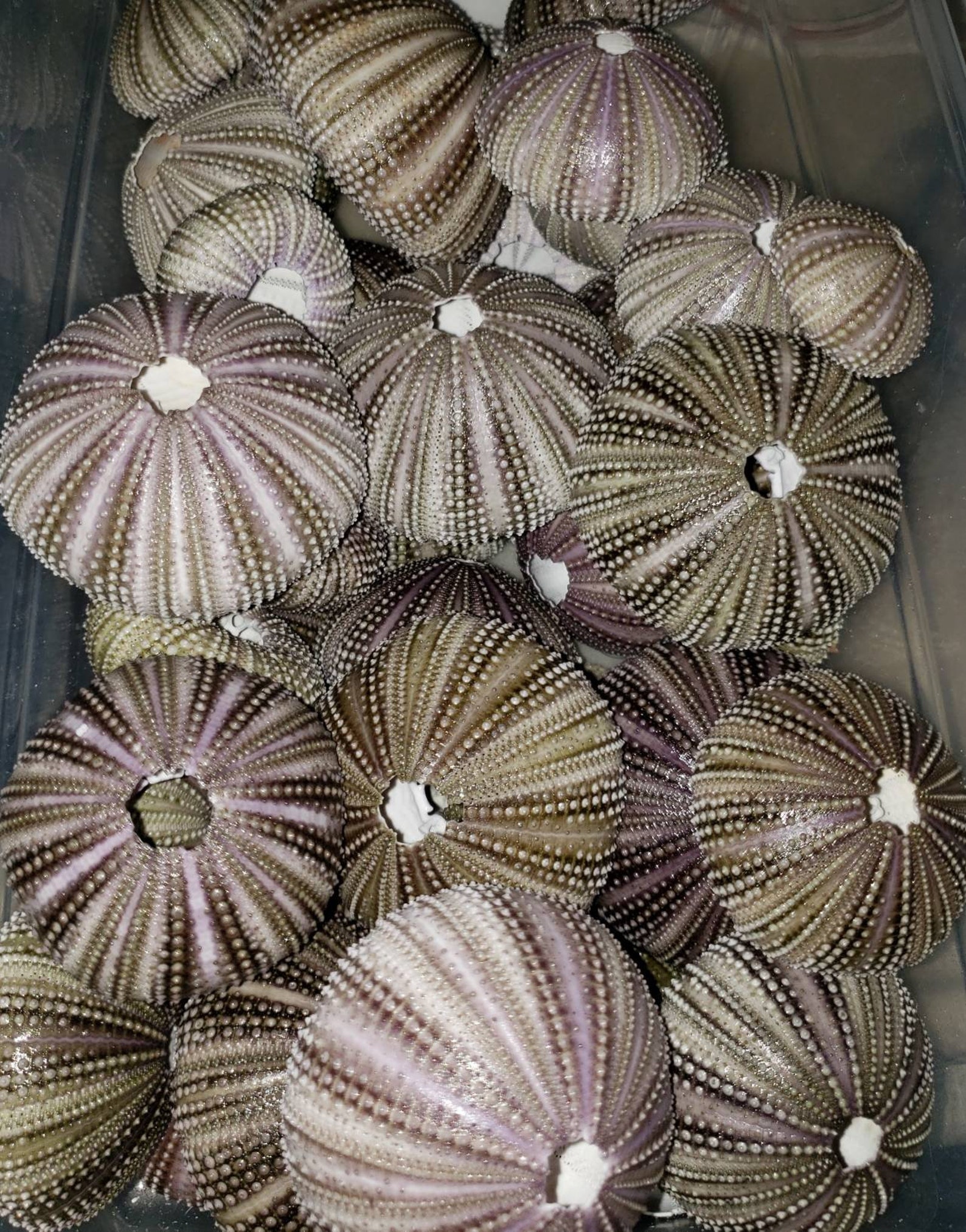 5 Sea Urchin Shells From Florida Etsy
