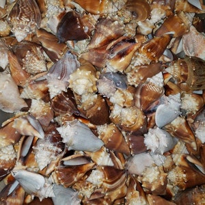 5 Florida Fighting Conch Shells! Plus 3 Bonus Shells!