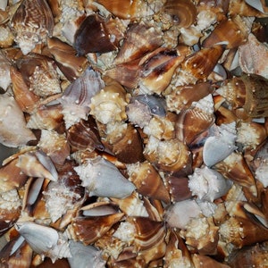 10 conchiglie Florida Fighting Conch! Più 3 conchiglie bonus!