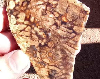 Stromatolite