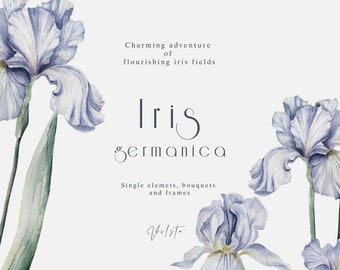 Conjunto de imágenes prediseñadas de iris en acuarela, ramos florales y marcos (PNG)
