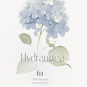 Może przedstawiać: Akwarelowa ilustracja kwiatu hortensji w odcieniach niebieskiego i białego, z zielonymi liśćmi i łodygą. Słowo "Hydrangea" jest napisane miękką szarą czcionką, wraz z numerem "61" i tekstem wskazującym elementy PNG do użytku komercyjnego.