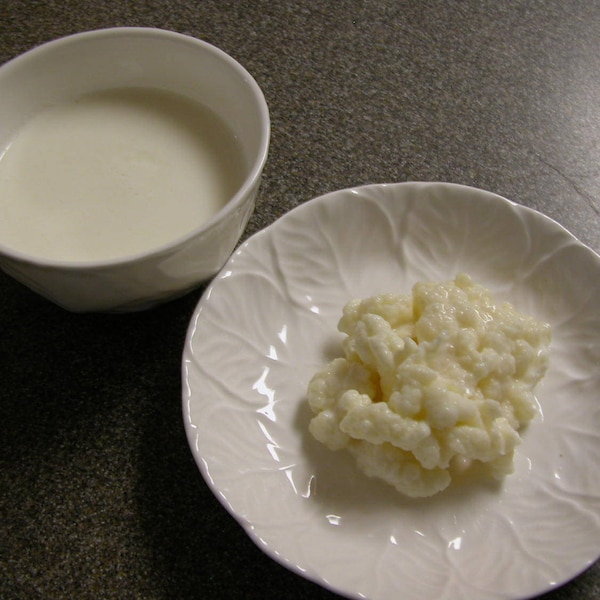 Milk Kefir Grains Raw Organic Local Farm Milk Homemade Best for Digestion with Detailed Instruction