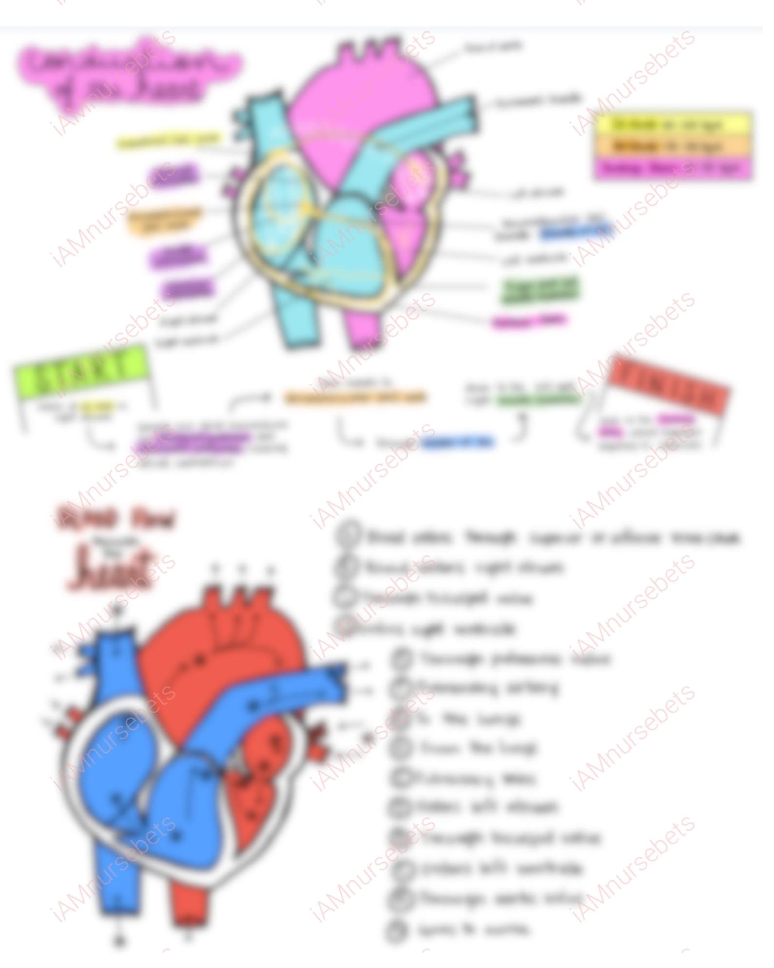 Flow and Conduction of Heart Notes - Etsy