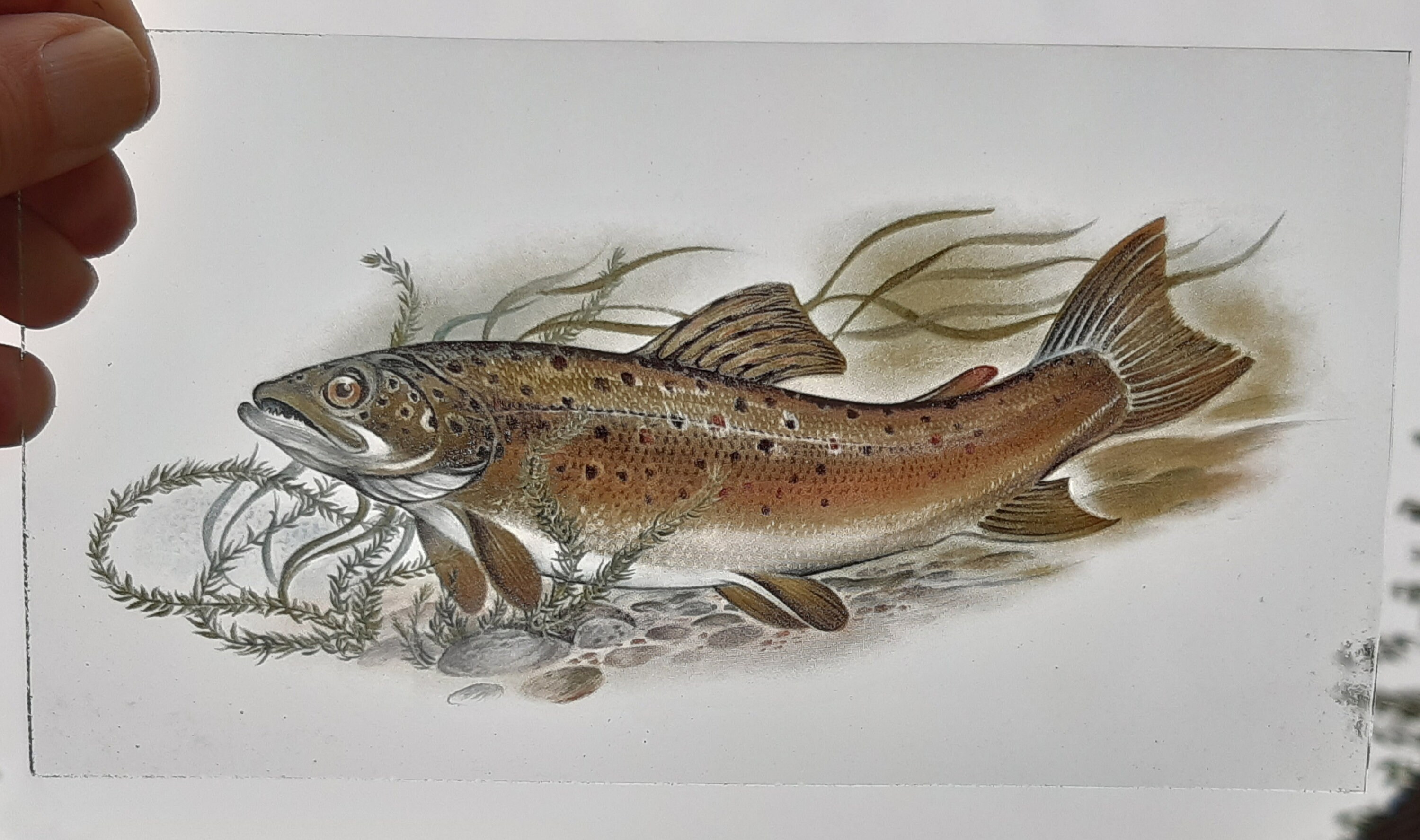 Stained Glass Brown Trout Fish rare vintage Kiln fired glass Etsy