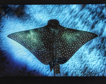 SPOTLIGHT (20 x 30 pollici) Stampa su metallo da parete