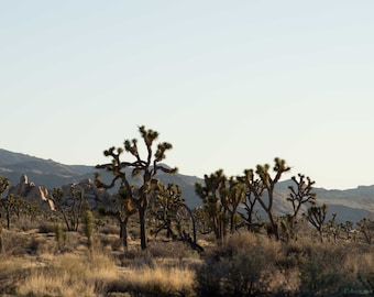 Árvores de mandioca ao pôr do sol Joshua Tree ARQUIVOS PARA IMPRIMIR DOWNLOAD