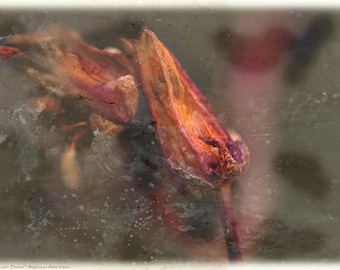 Download digital Succulent Dreams, Resumo vintage Download de IMAGEM DIGITAL, 3 arquivos de alta resolução, para impressão