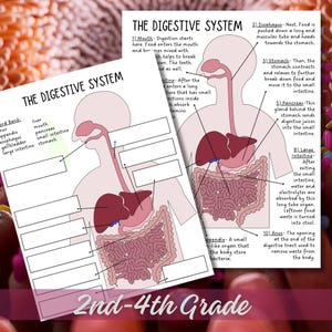 Parts of the Digestive System Diagram Labeling Worksheet - Elementary 2nd, 3rd, 4th