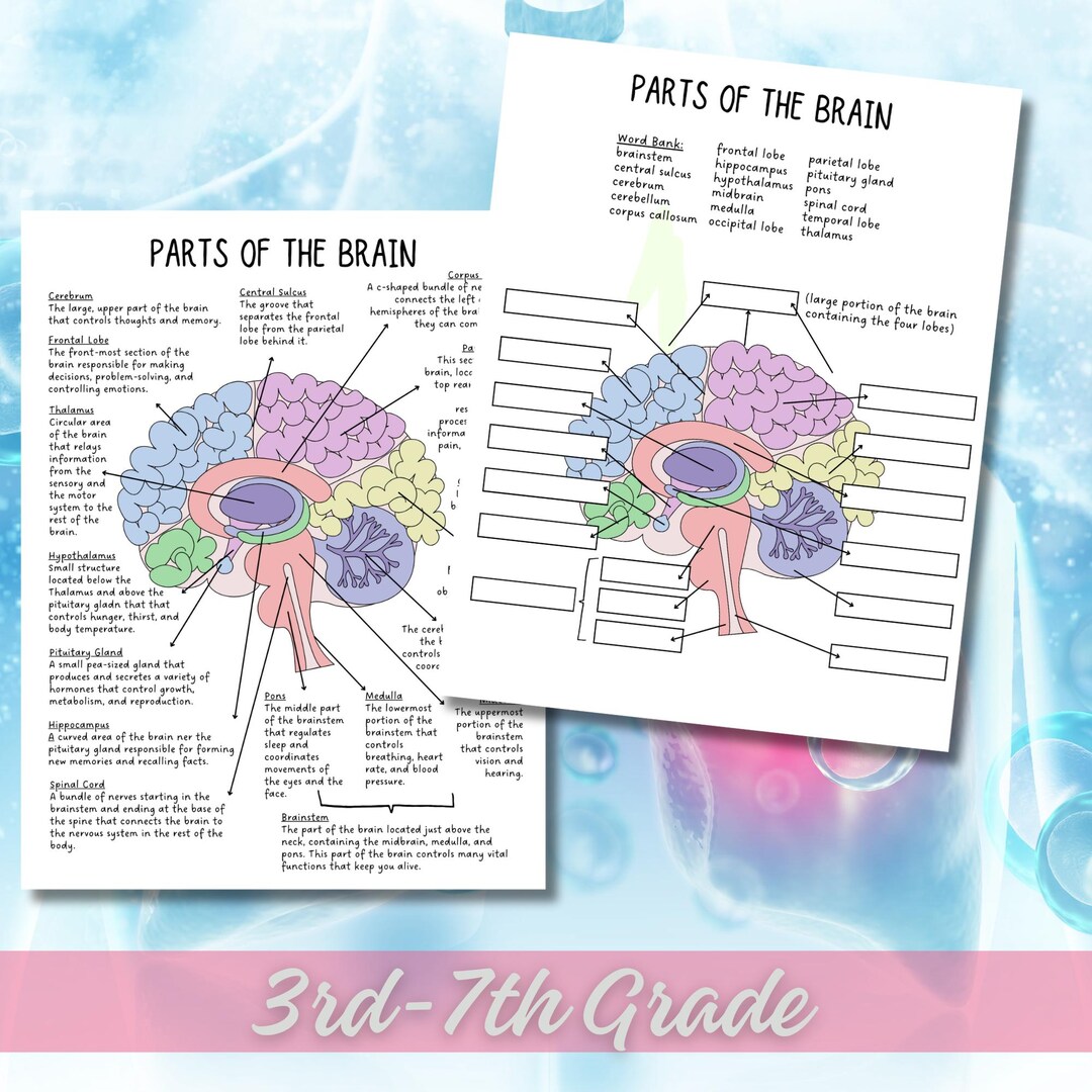 Parts of the Brain Diagram Labeling Worksheet - Upper Elementary ...