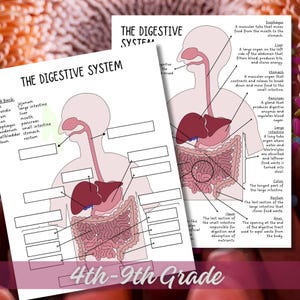 Parts of the Digestive System Diagram Labeling Worksheet - Elementary, Middle, & High School