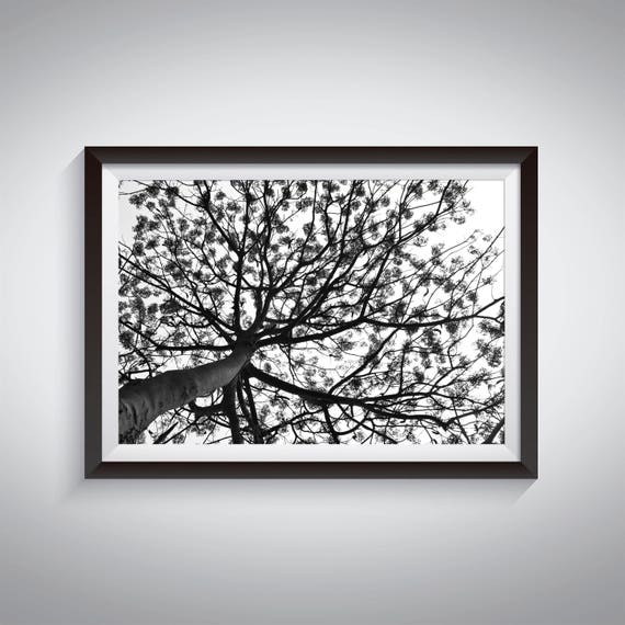 Gulmohar Tree Wall Art Black And White Photography Etsy