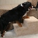 see more listings in the Pet Steps section