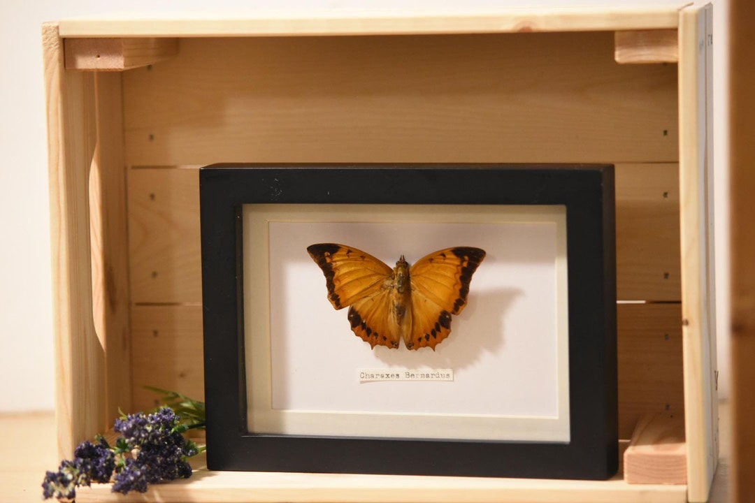 Charaxes Bernardus Butterfly Box Frame Entomology // Butterfly ...