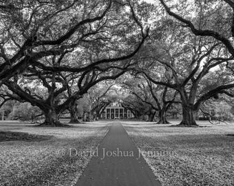 Oak Alley Plantation - St. James Parish - Louisiana - Fine Art Photography Print - Black and White - Landscape - Live Oak - Old South