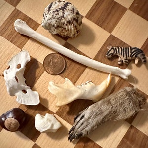 Alchemy Bone Throwing Set