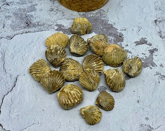 Brachiopod Fossil ~ Unpolished
