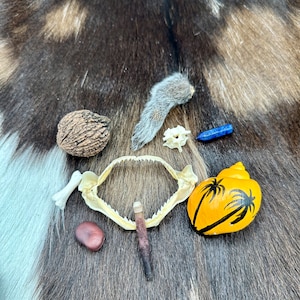 May include: A collection of various objects including a small, gray animal tail, a brown nut, a white bone, a blue crystal, a yellow seashell with a palm tree design, a brown seed pod, and a white jawbone.