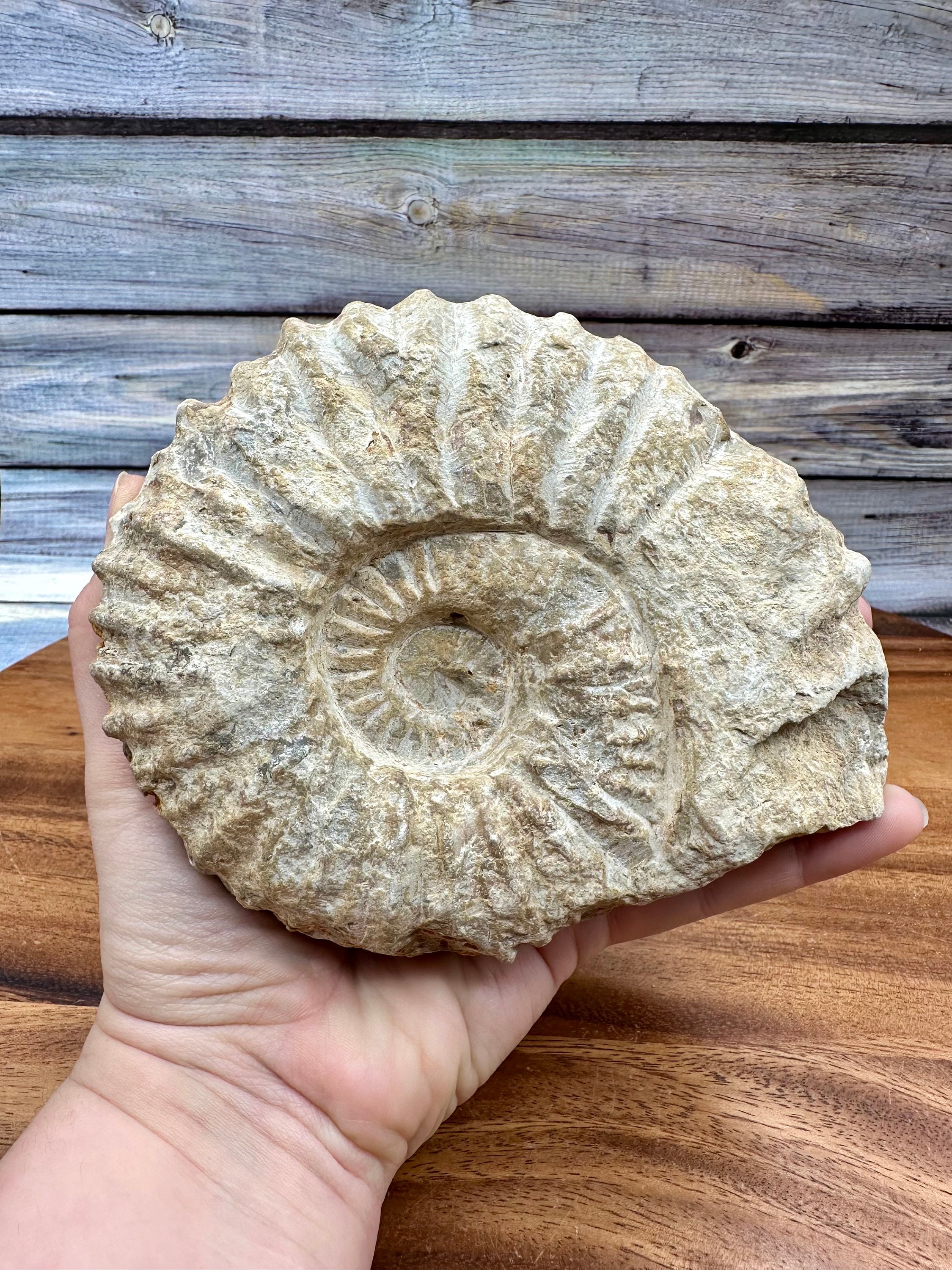 Ammonite Fossil ~ Unpolished
