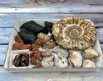 Fossil Bulk Lot - Ammonite Baltic Amber Megalodon Trilobite Bivlave Coprolite Opalized Ammonite