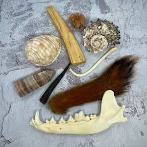 Curio Set ~ Altar Kit ~ Oddities Box