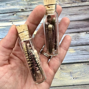 Sea Urchin Spines Curio Jars Glass Bottle