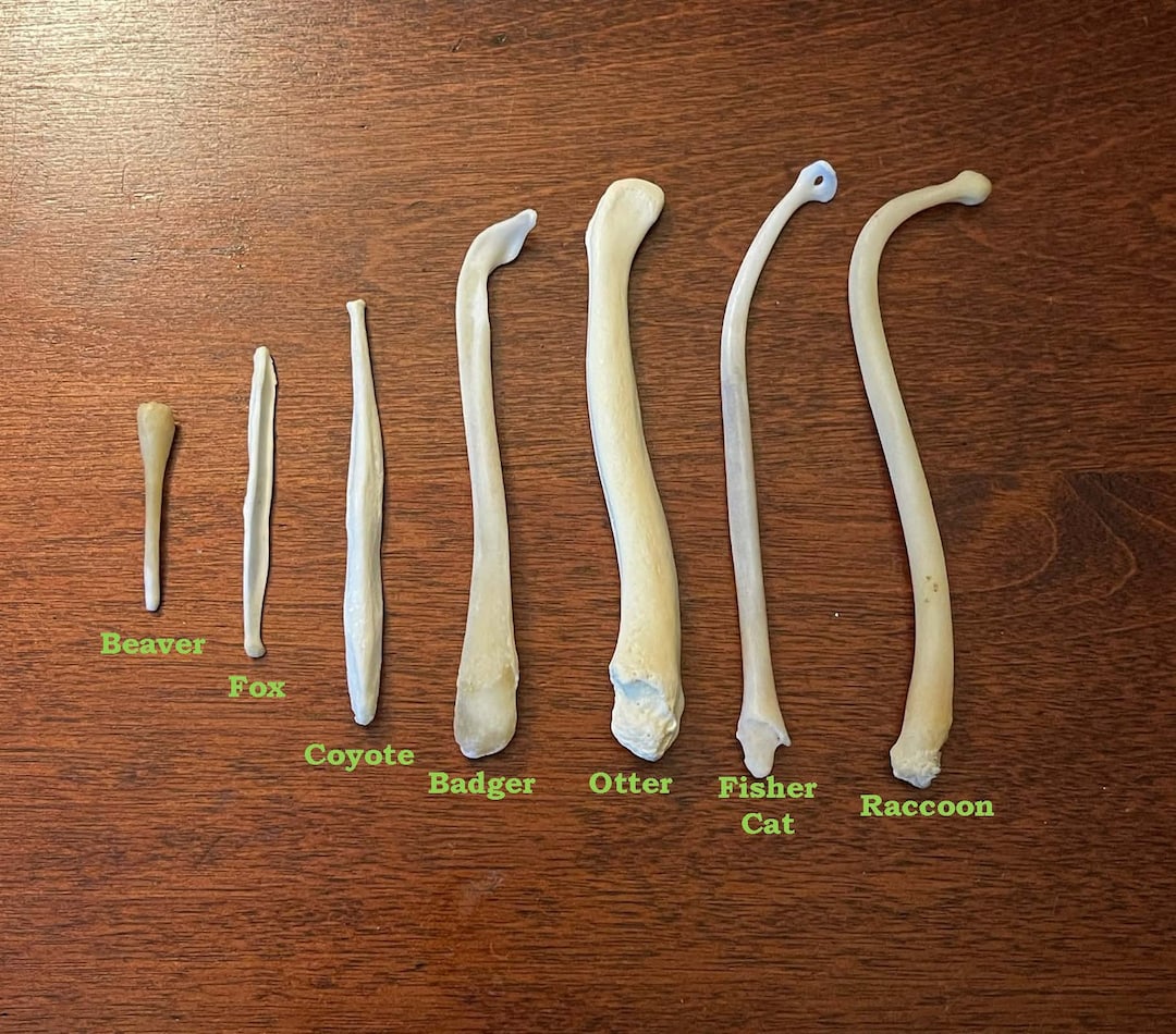 Animal Baculums Penis Bone Etsy