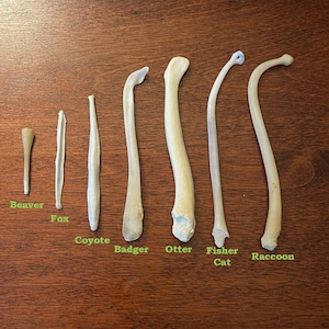 Animal Baculums ~ Penis Bone