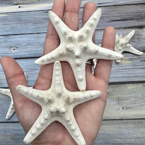 One Knobby Starfish White
