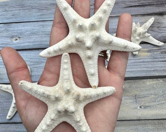 One Knobby Starfish White