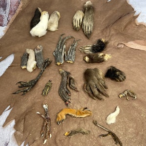 May include: A collection of animal feet, paws, and claws in various sizes and colors, including white, brown, and black. The assortment is displayed on a brown leather hide, showcasing a variety of textures and shapes.