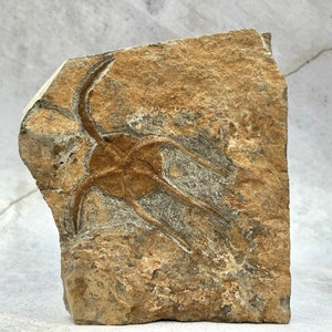 May include: A fossilized trilobite embedded in a light brown rock. The trilobite is a dark brown color and has a distinct segmented body.