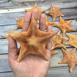 One Bat Starfish