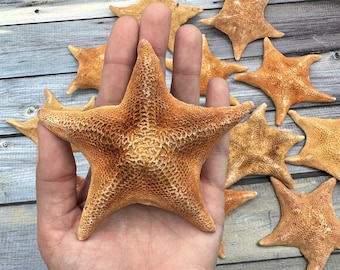 One Bat Starfish