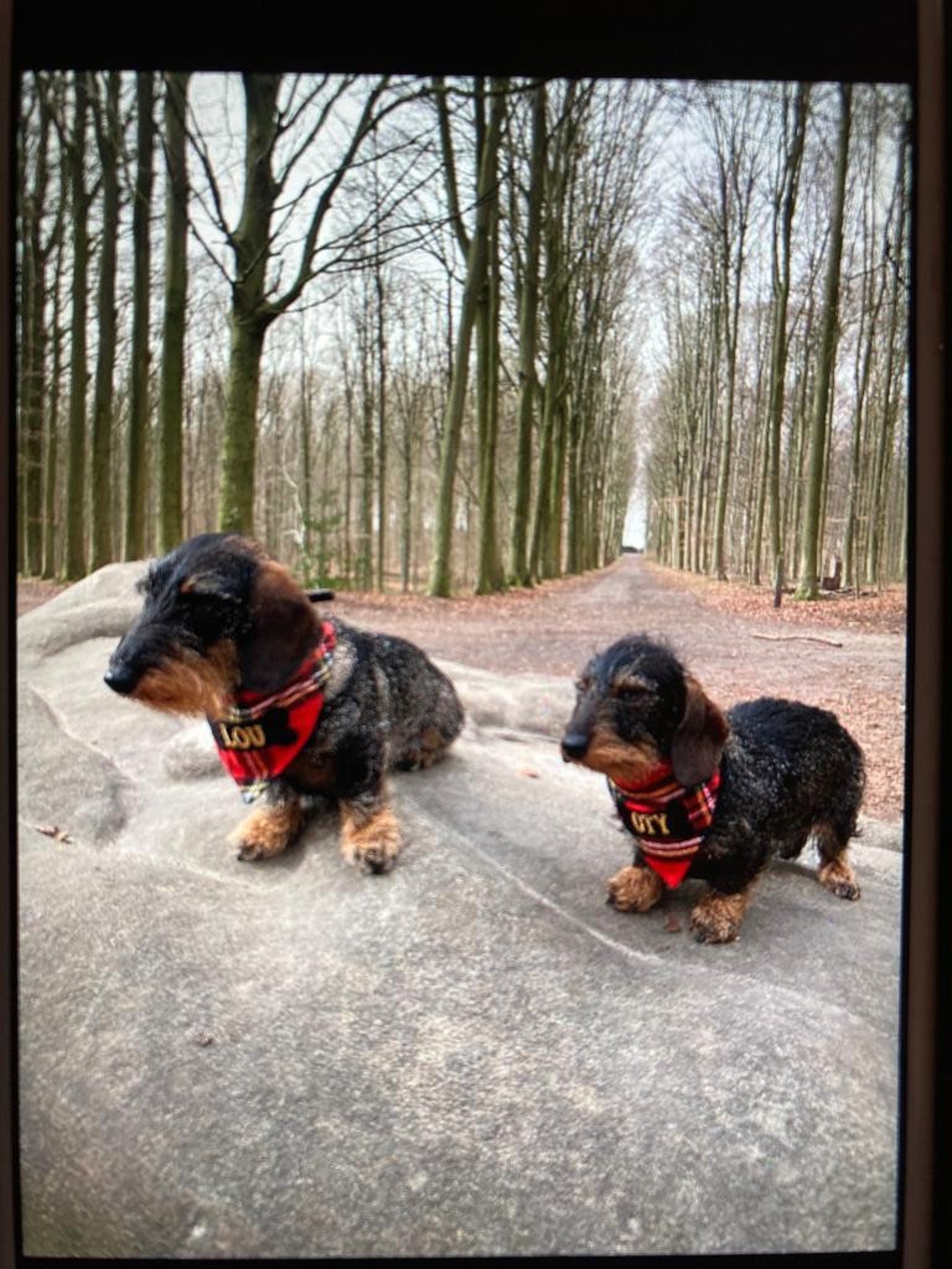 Personalised Dogs Bandana XS S M L. Any Name Can Be Etsy