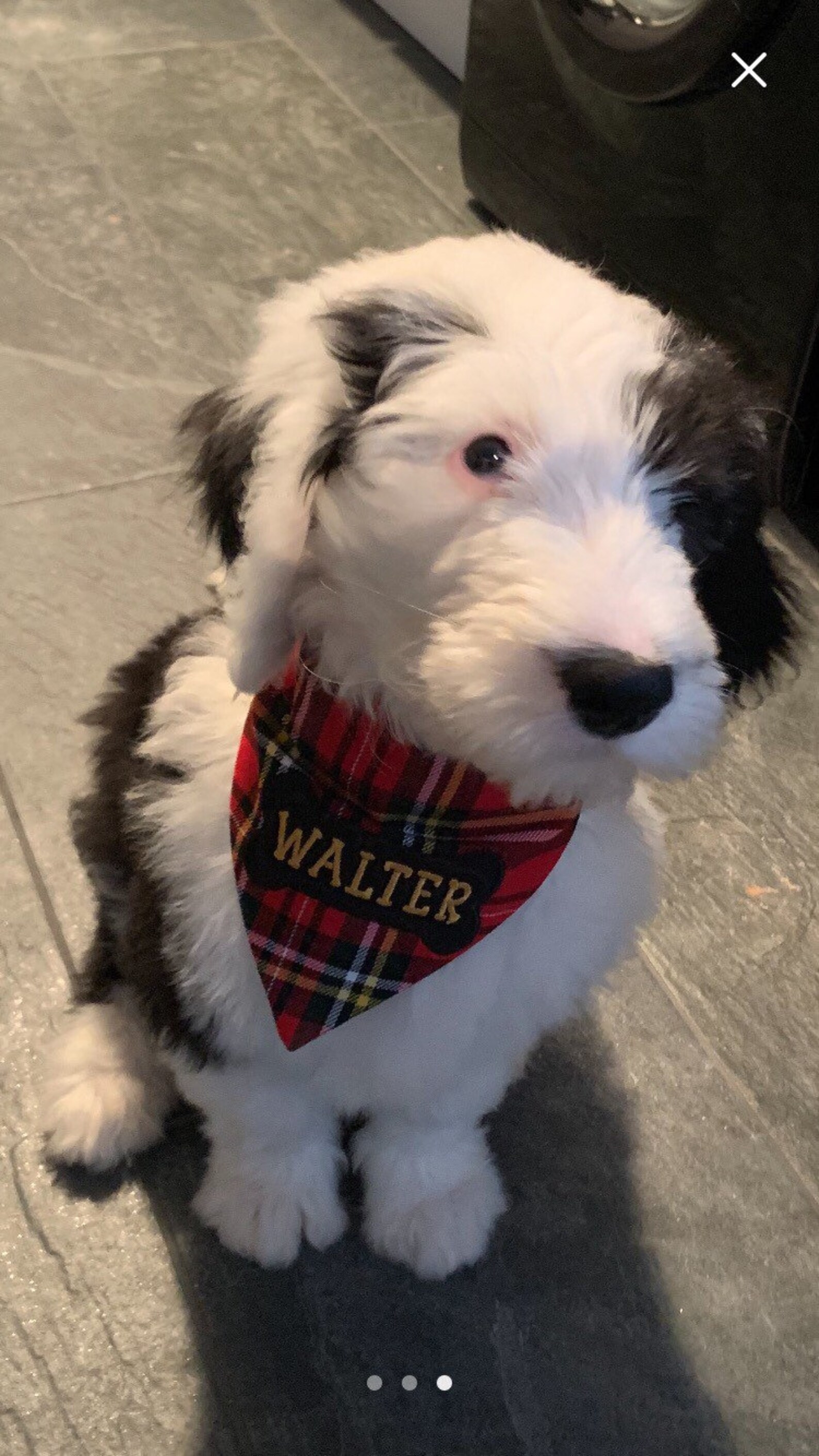 Personalised Dogs Bandana XS S M L. Any Name Can Be Etsy UK