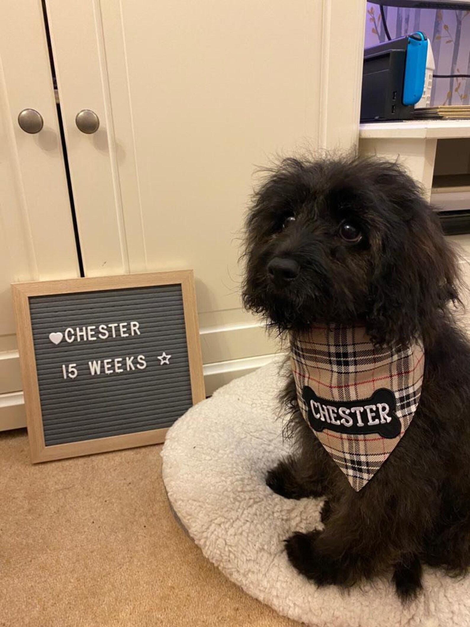 Personalised Dogs Bandana XS S M L. Any Name Can Be Etsy UK