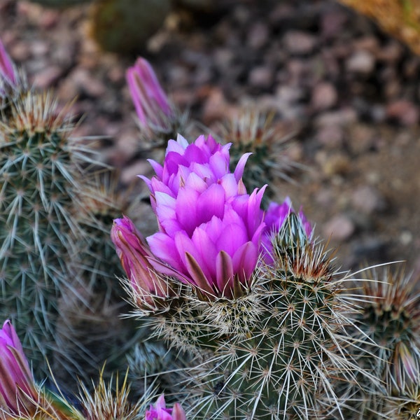 Arte del Suroeste, Flor de Cactus, Decoración del Desierto, Púrpura, Cactus, Imagen del Desierto, Arte del Desierto, Fotografía del Suroeste, Fotografía de Bellas Artes, Arte de pared