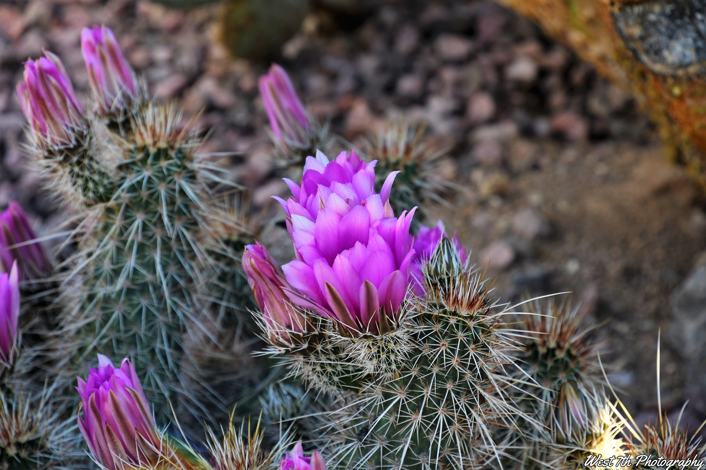 Southwest Art Cactus Flower Desert Decor Purple Cactus Etsy Singapore