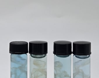 May include: Four clear glass vials with black screw-on caps, each containing a small, off-white animal skeleton submerged in a light blue liquid. The vials are arranged in a single row, displaying the skeletal structures clearly through the glass.
