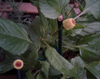 Organic Spilanthes Acmella/toothache plant/buzz buttons/ dragonfly flower
