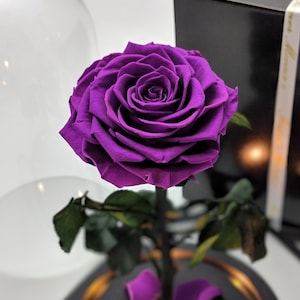 Forever Monroe&#39;s Rose in Glass Dome, Enchanted Rose, Beauty and the beast rose, Birthday Flower Gift, Anniversary Flower, Engagement Flower