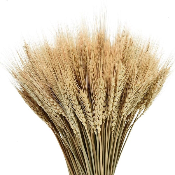 Dried Wheat | Natural Wheat stalks Bundle for DIY Home Kitchen Decor | Dried Wheat Sheaves | Preserved Wheat | Dried Floral Bouquet