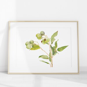 以下が含まれることがあります： 白い背景に、緑の葉と茶色の芯を持つ小さな緑色の実がついた枝を描いた水彩画です。