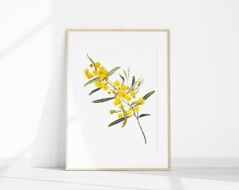 May include: A framed print of a watercolor painting of a branch of yellow wattle flowers with green leaves.