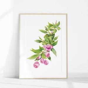 Impresión artística en acuarela (tamaño A4/A3) - Planta nativa australiana: Bayas de Lilly Pilly