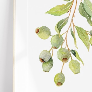 Watercolour Art Print A4 : Gumnut Eucalyptus / Poster / Wall Art - Australian native green gum