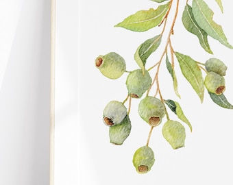 Aquarelkunstdruk A4: gumnut eucalyptus / poster / muurkunst - Australische inheemse groene kauwgom