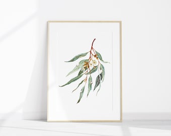 Watercolour Art Print A4 - Australian Native Botanical : White Gum Flower Eucalyptus